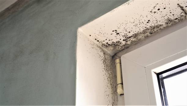Best Commercial Mold Inspection  in Belton, TX