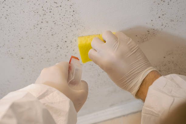 Forensic Mold Investigation in Belton, TX