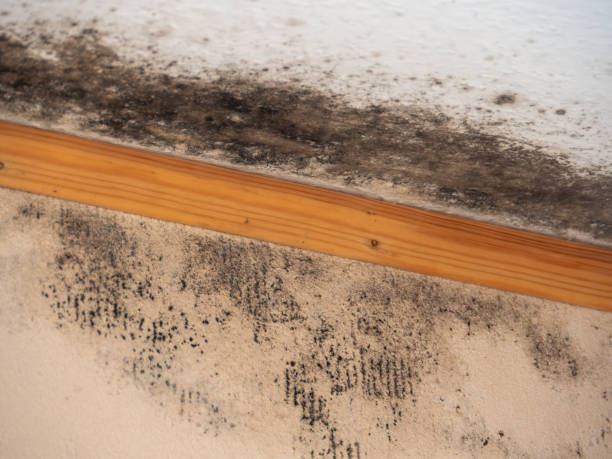 Reliable Belton, TX Mold Removal Solutions