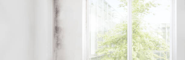 Best Environmental Consulting for Mold Prevention  in Belton, TX